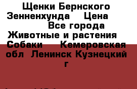 Щенки Бернского Зенненхунда  › Цена ­ 40 000 - Все города Животные и растения » Собаки   . Кемеровская обл.,Ленинск-Кузнецкий г.